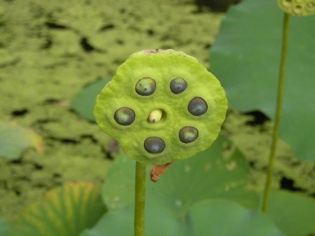 �����Q���L�̂���
